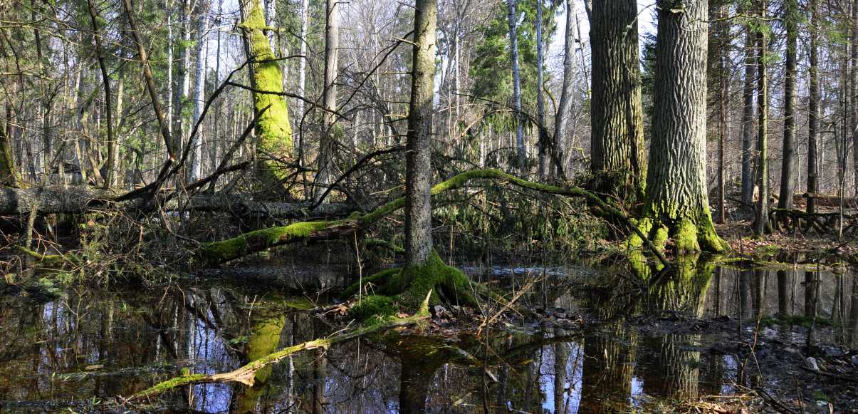 Bialowieza3