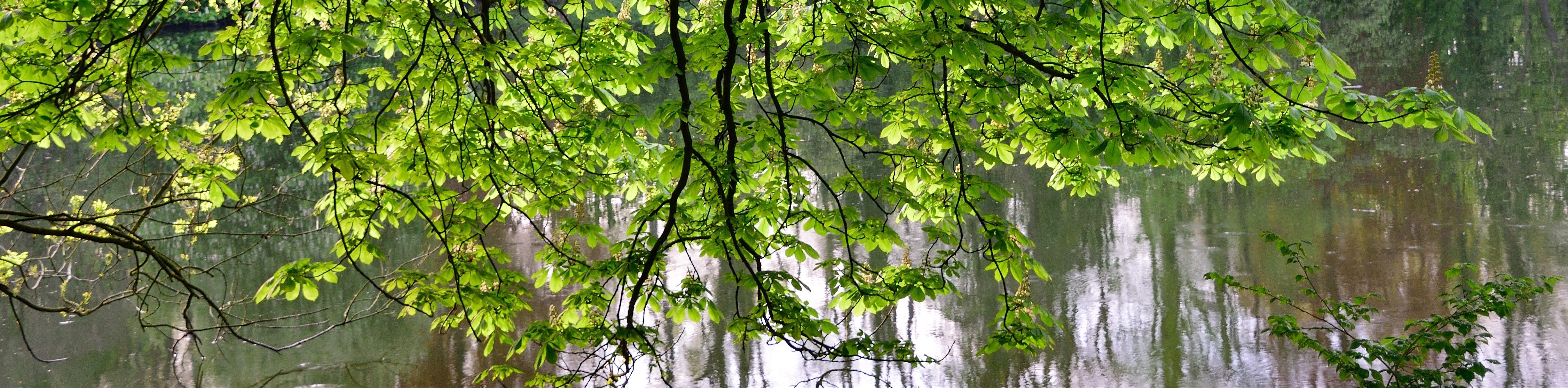 Tree2